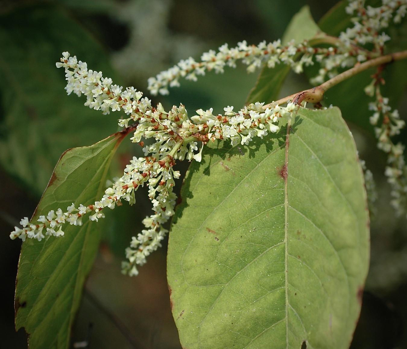 Photo of Japanese Knotweed