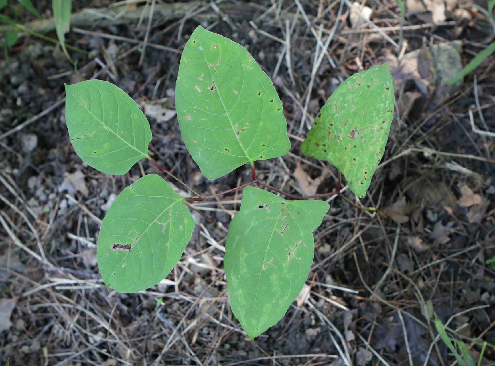 Photo of Japanese Knotweed