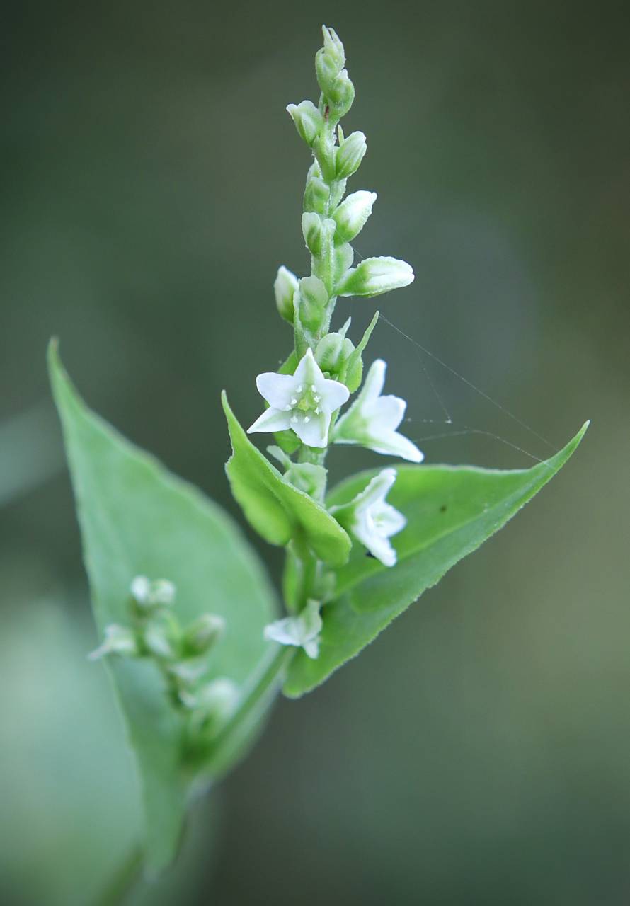 Photo of Climbing False Buckwheat