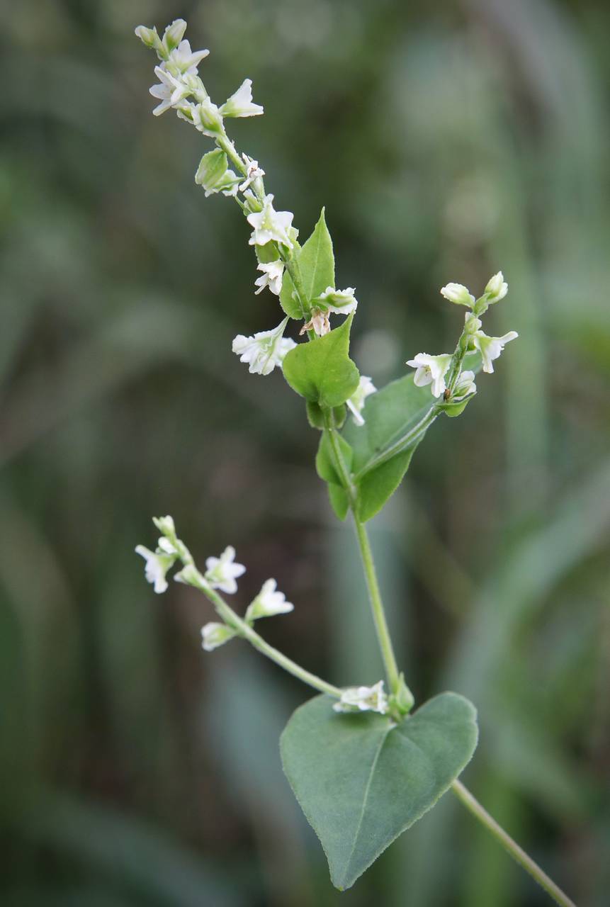 Photo of Climbing False Buckwheat