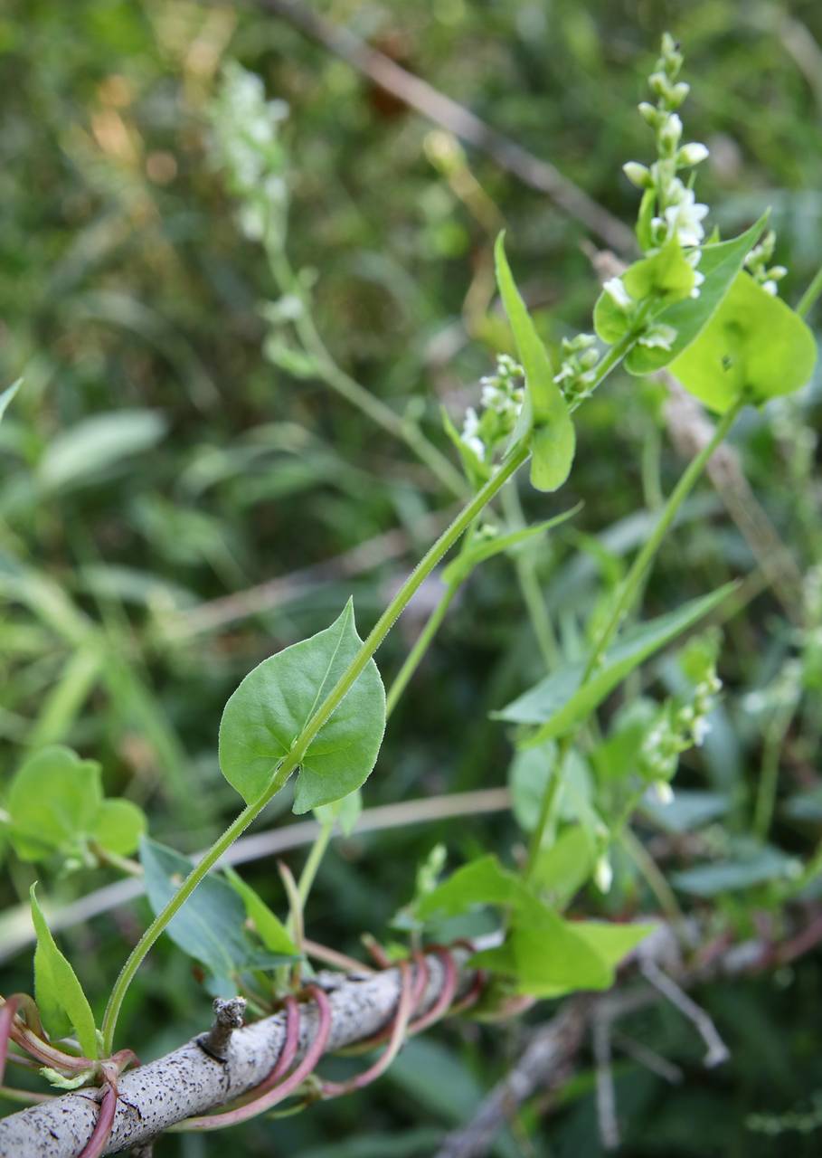 Photo of Climbing False Buckwheat