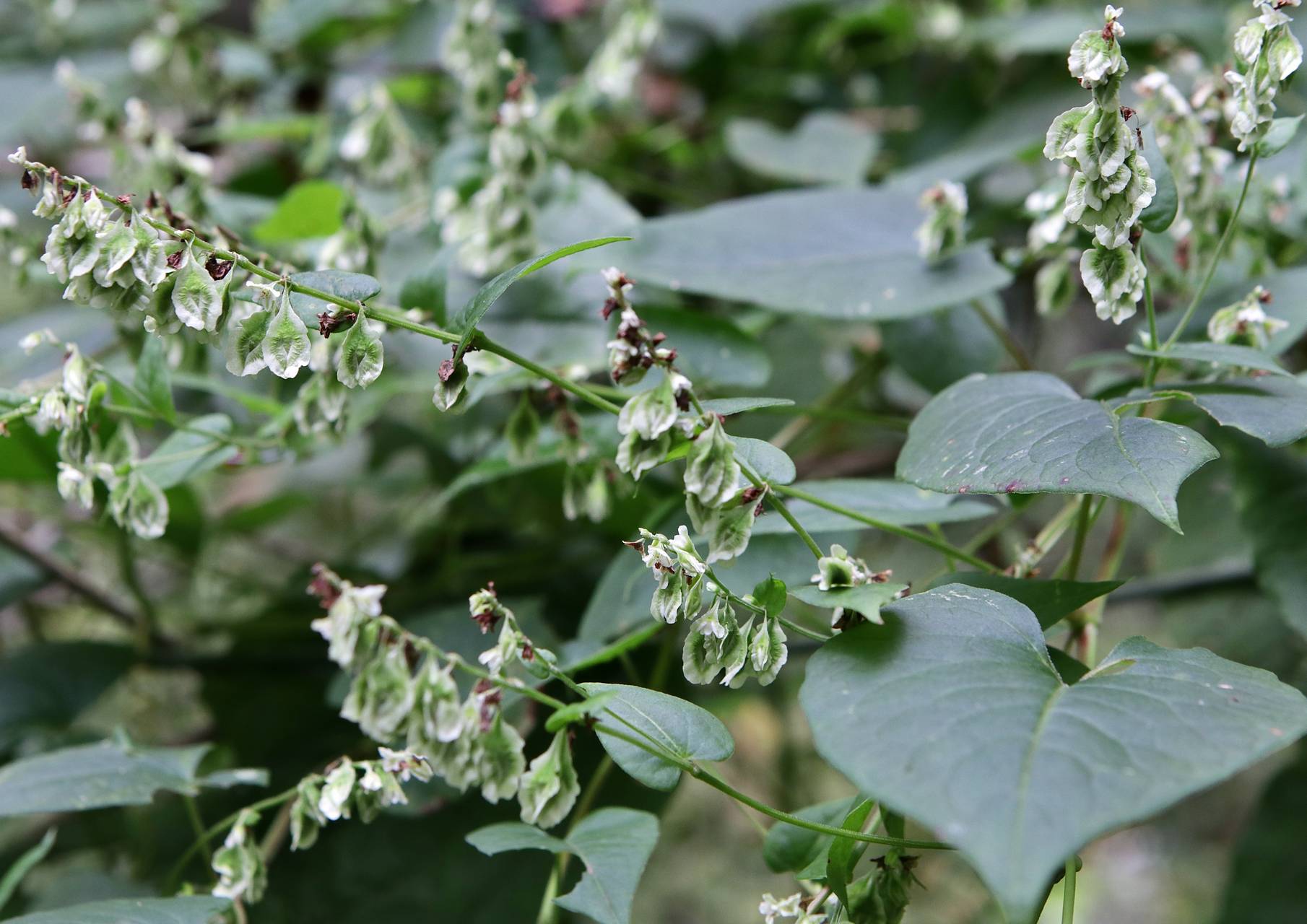 Photo of Climbing False Buckwheat