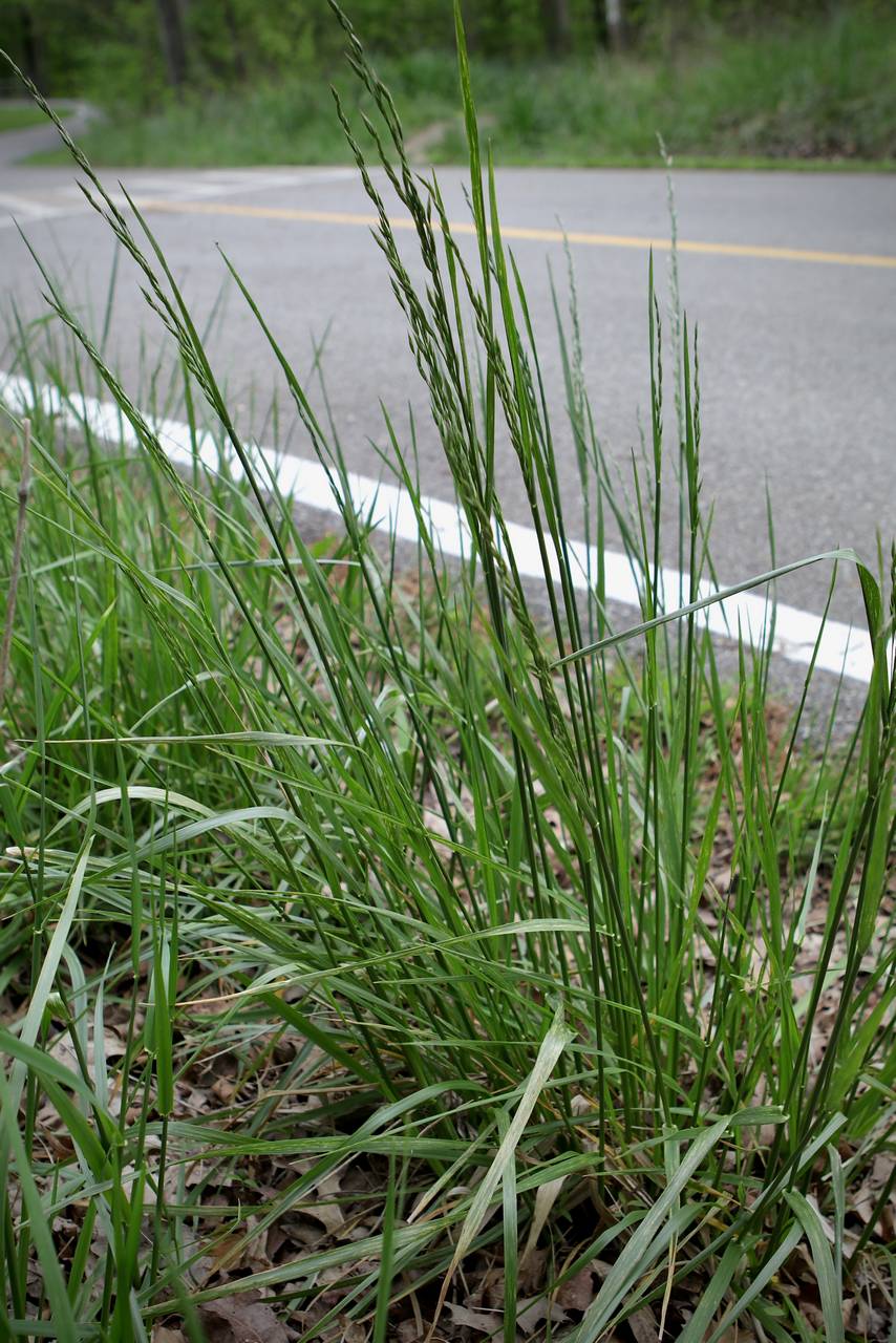 Photo of Tall Fescue