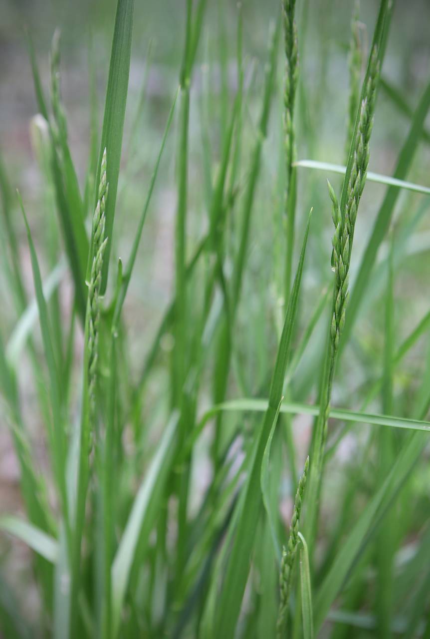 Photo of Tall Fescue