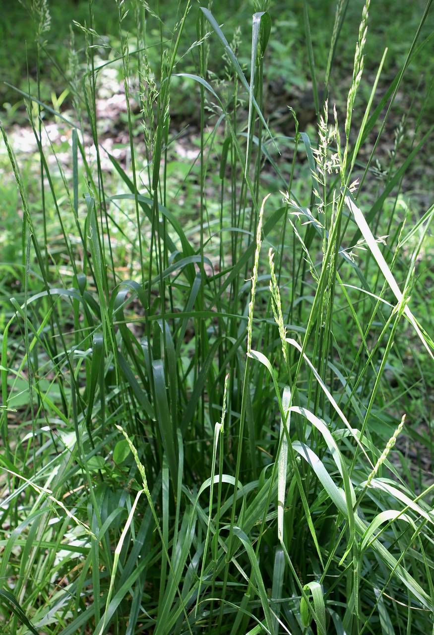 Photo of Tall Fescue