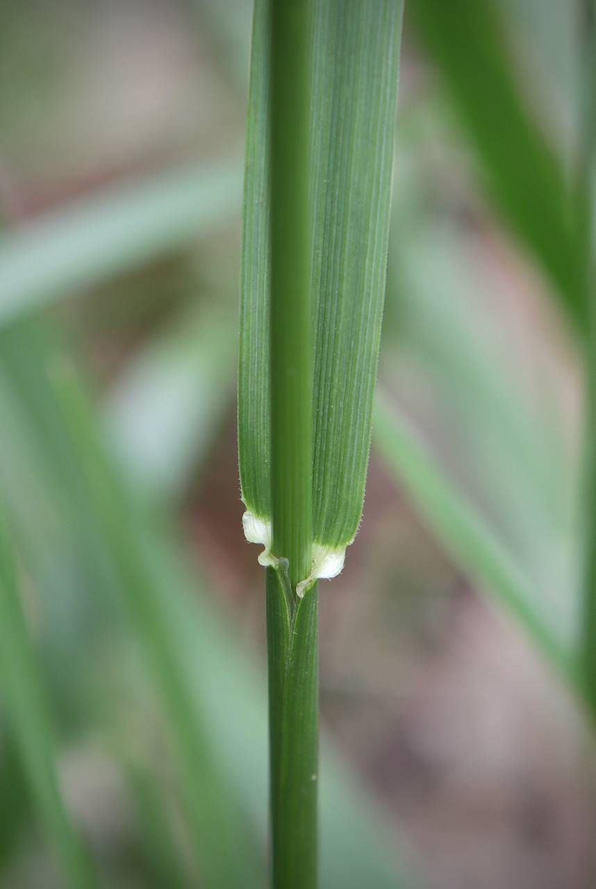 Photo of Tall Fescue