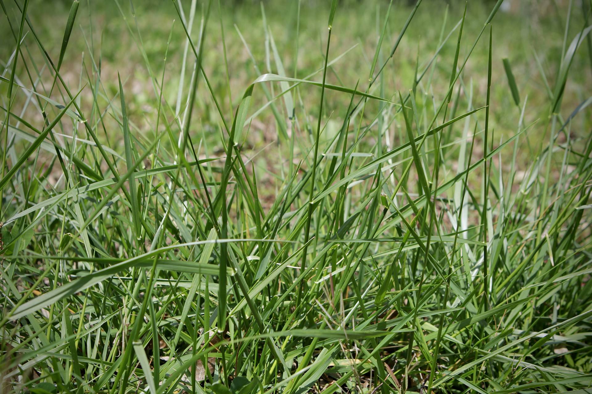 Photo of Tall Fescue