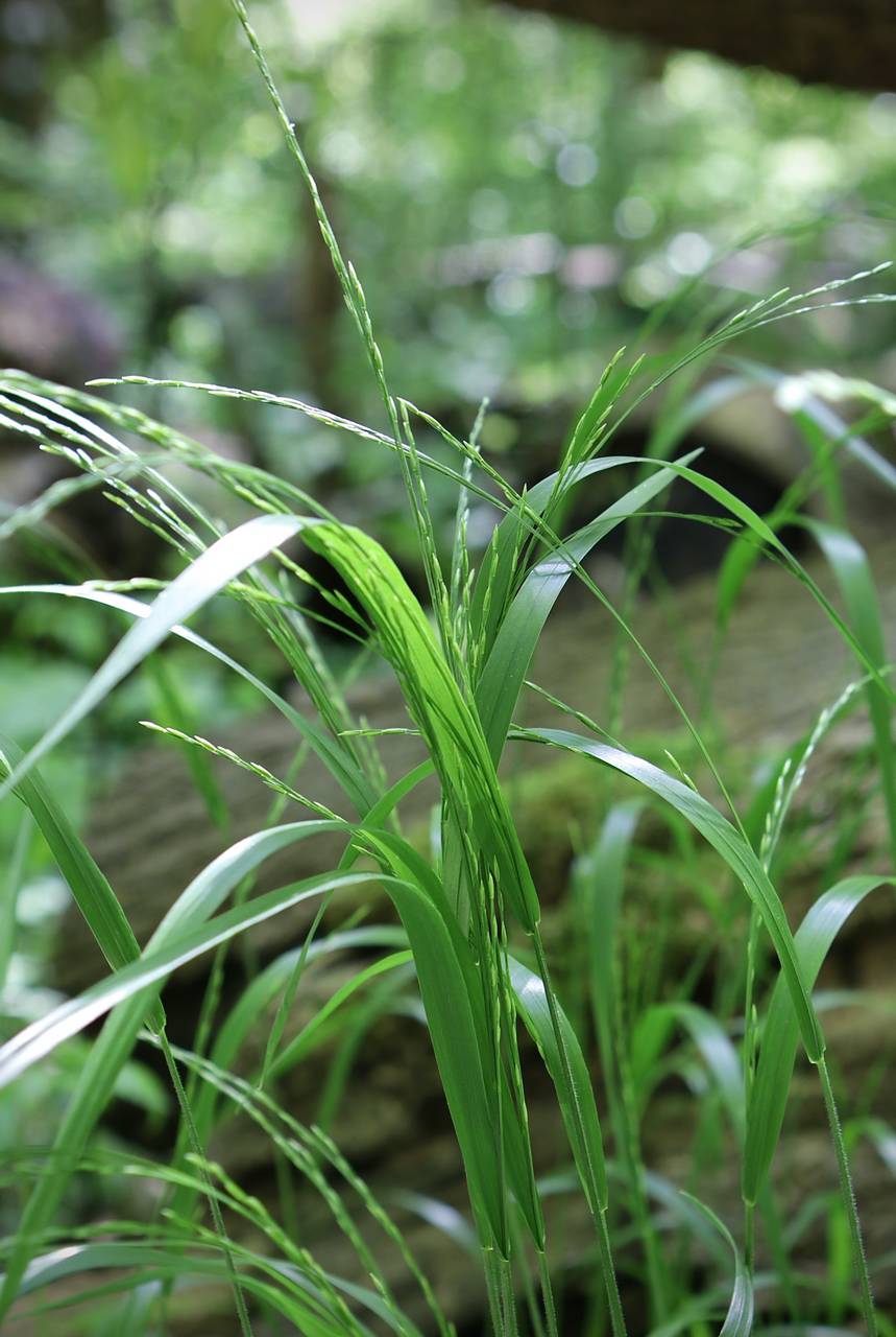 Photo of Nodding Fescue