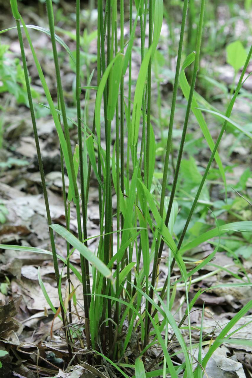 Photo of Nodding Fescue