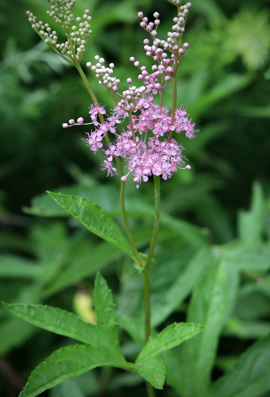 Photo of Queen of the Prairie
