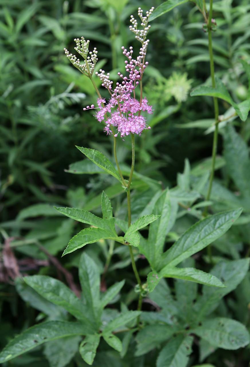 Photo of Queen of the Prairie