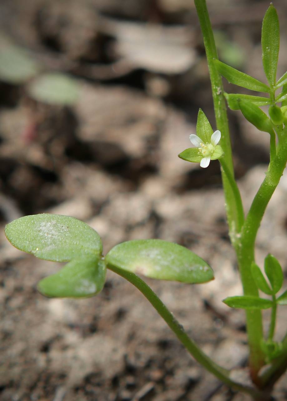 Photo of False Mermaid