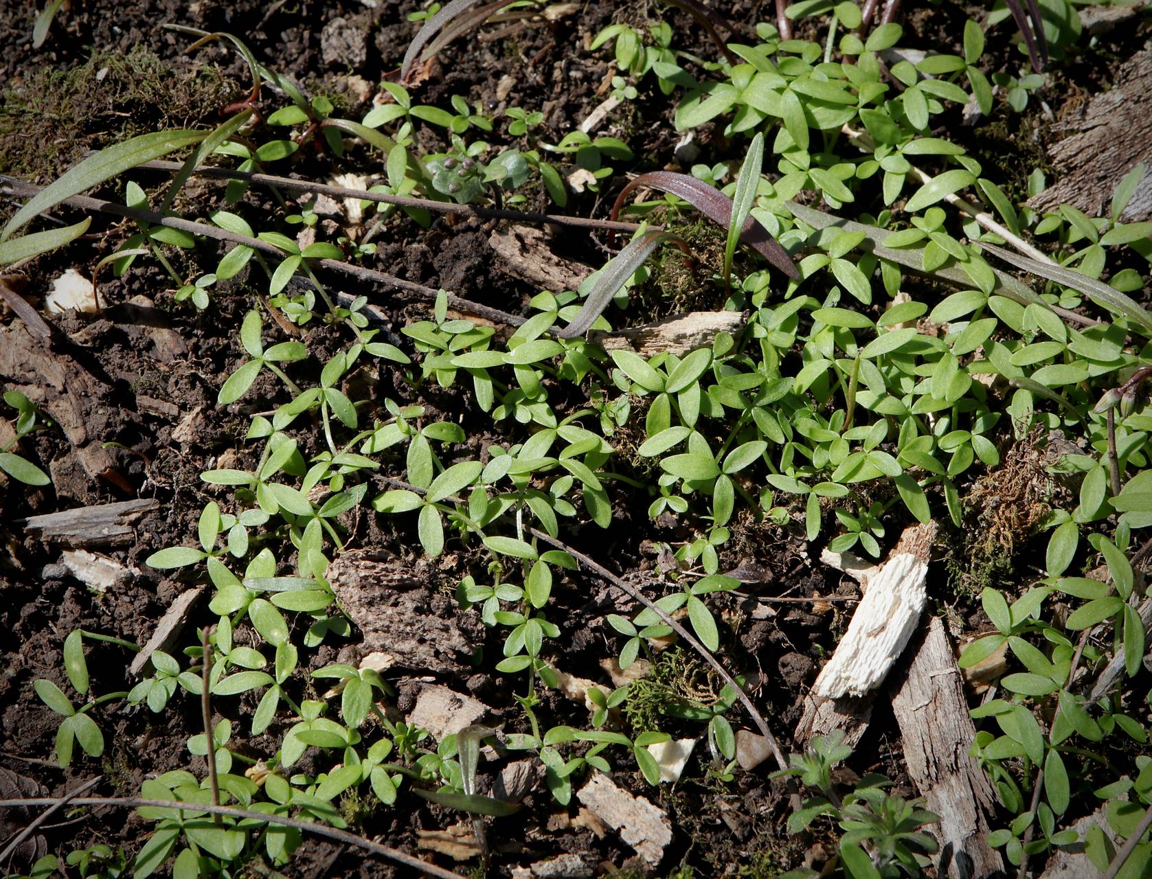 Photo of False Mermaid