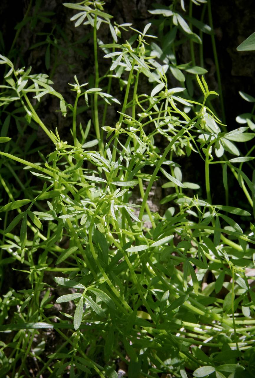 Photo of False Mermaid