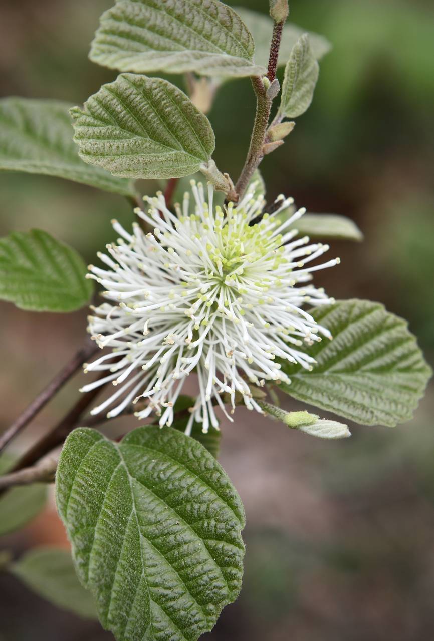 Photo of Dwarf Fothergilla
