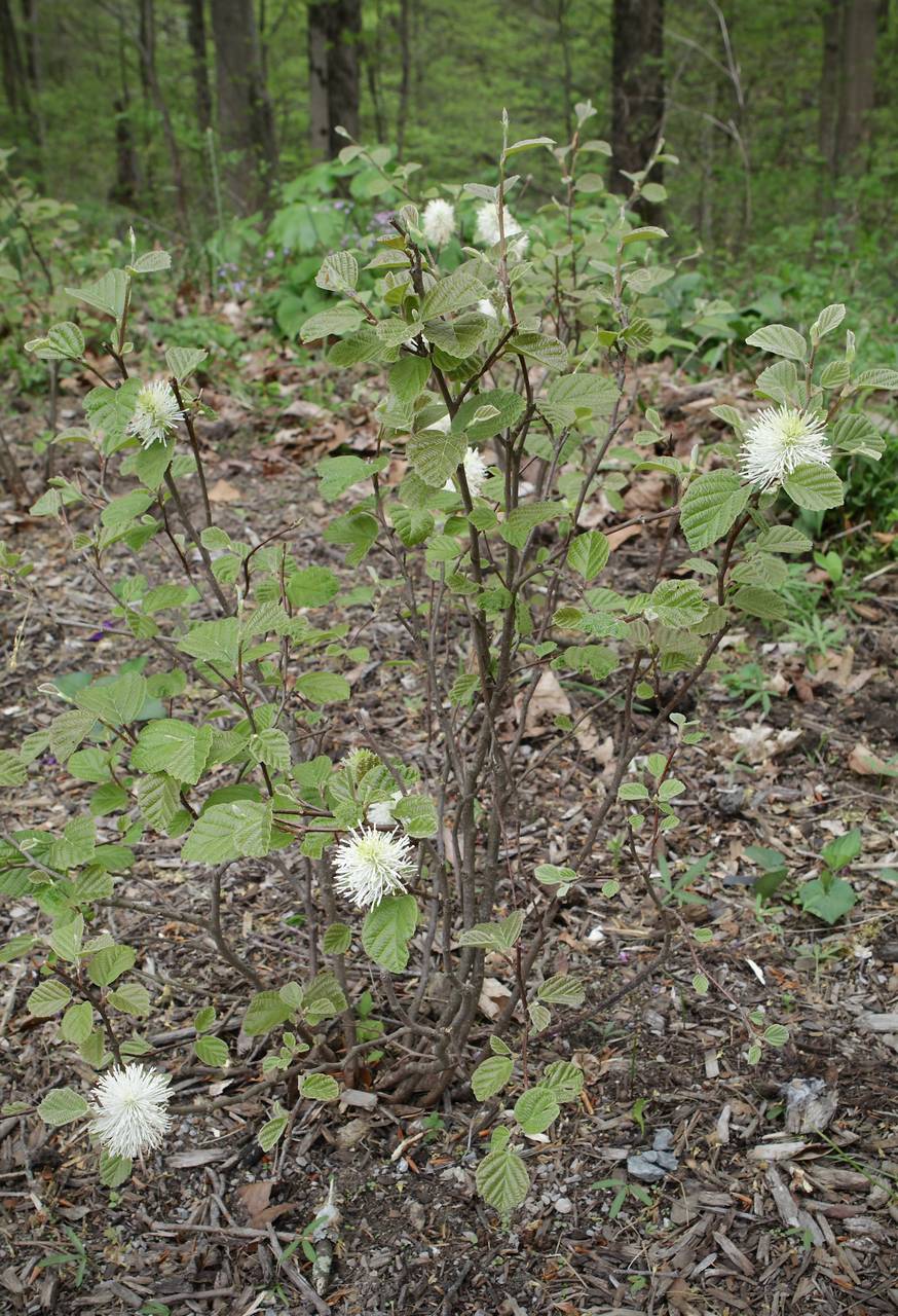 Photo of Dwarf Fothergilla