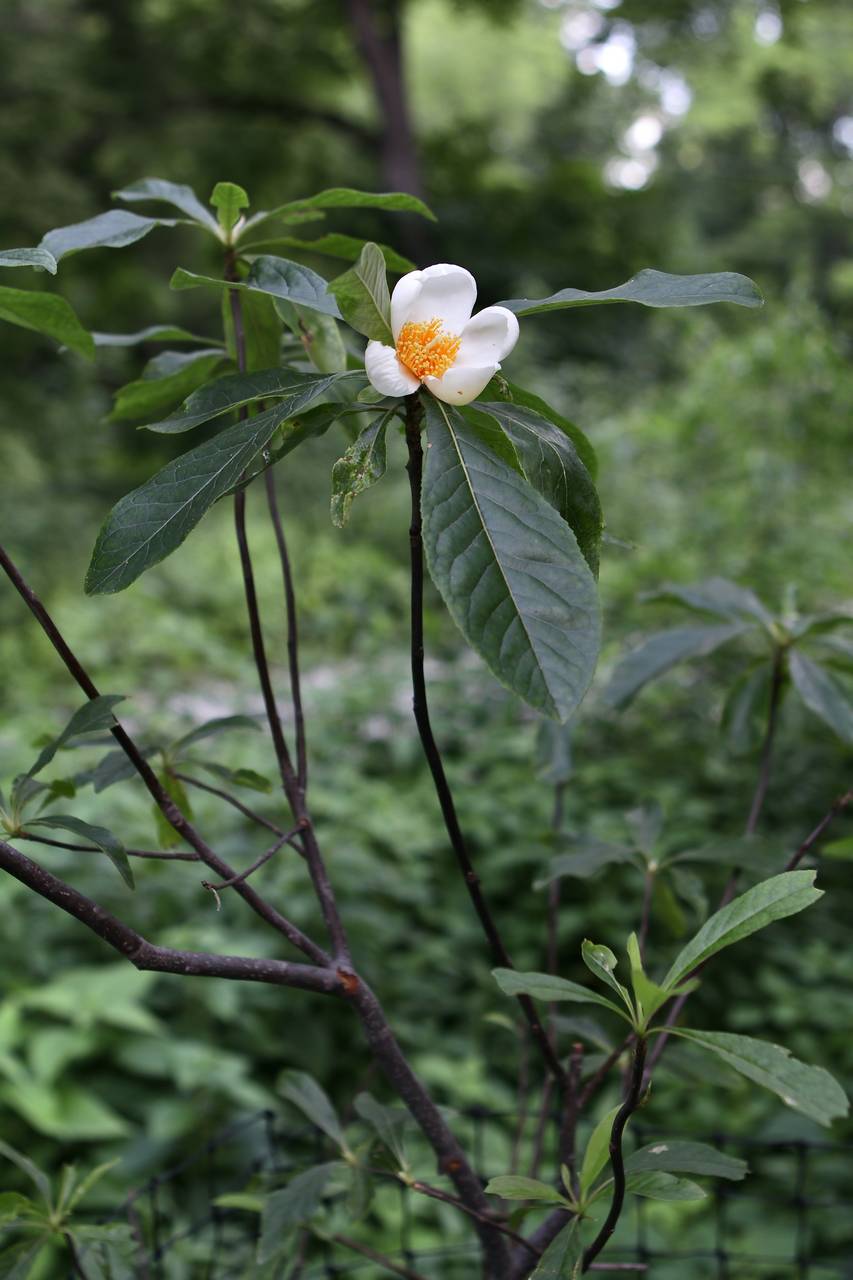 Photo of Franklin Tree