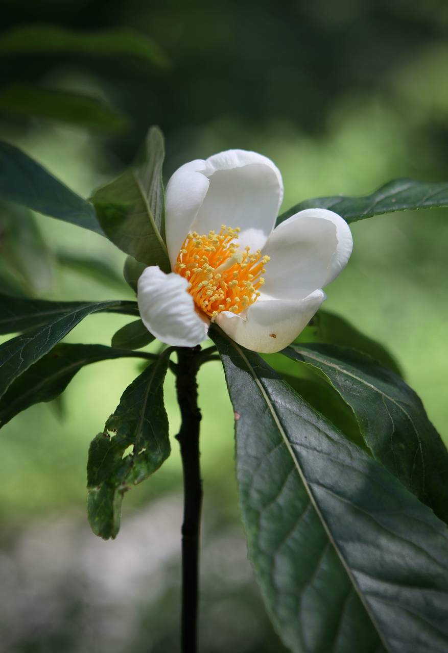 Photo of Franklin Tree