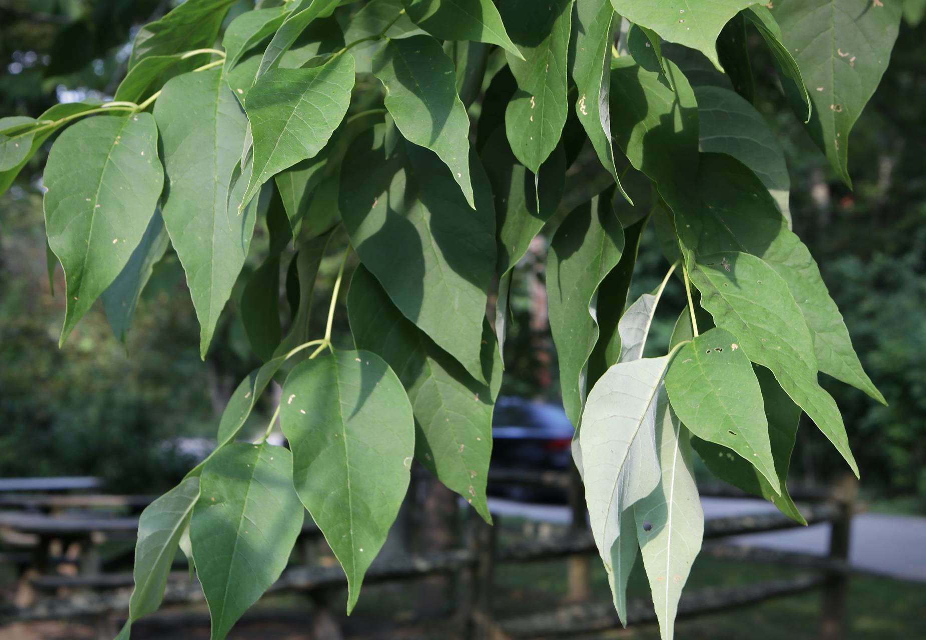 Photo of White Ash