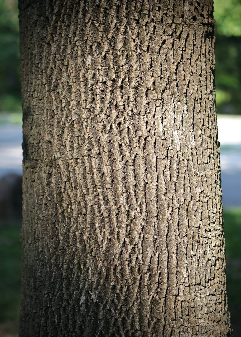 Photo of White Ash