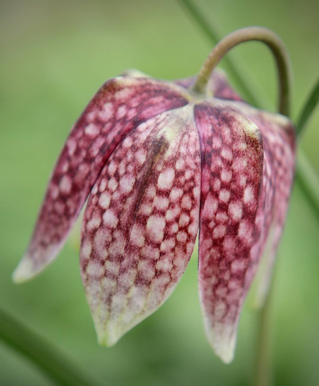 Photo of Checkered Lily