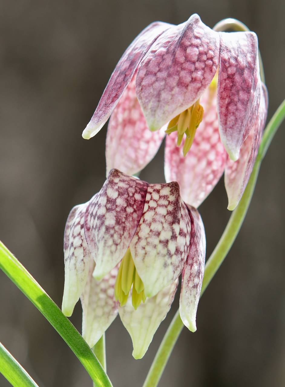 Photo of Checkered Lily