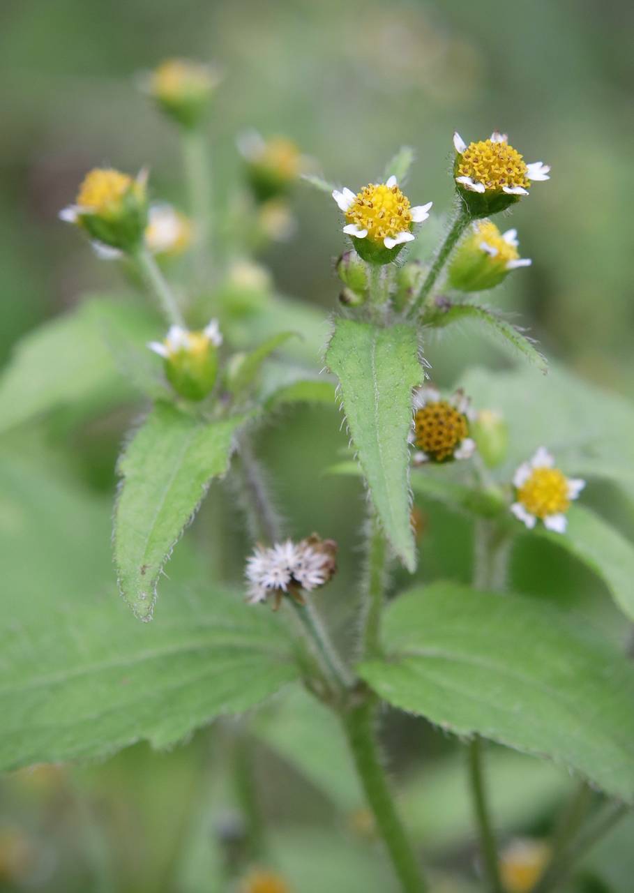 Photo of Common Quickweed