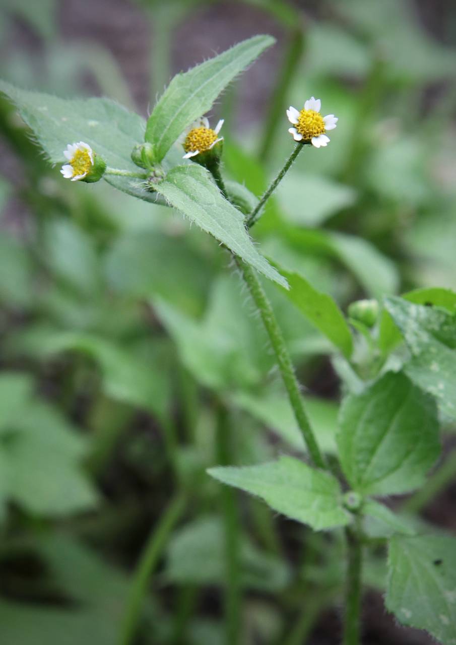 Photo of Common Quickweed