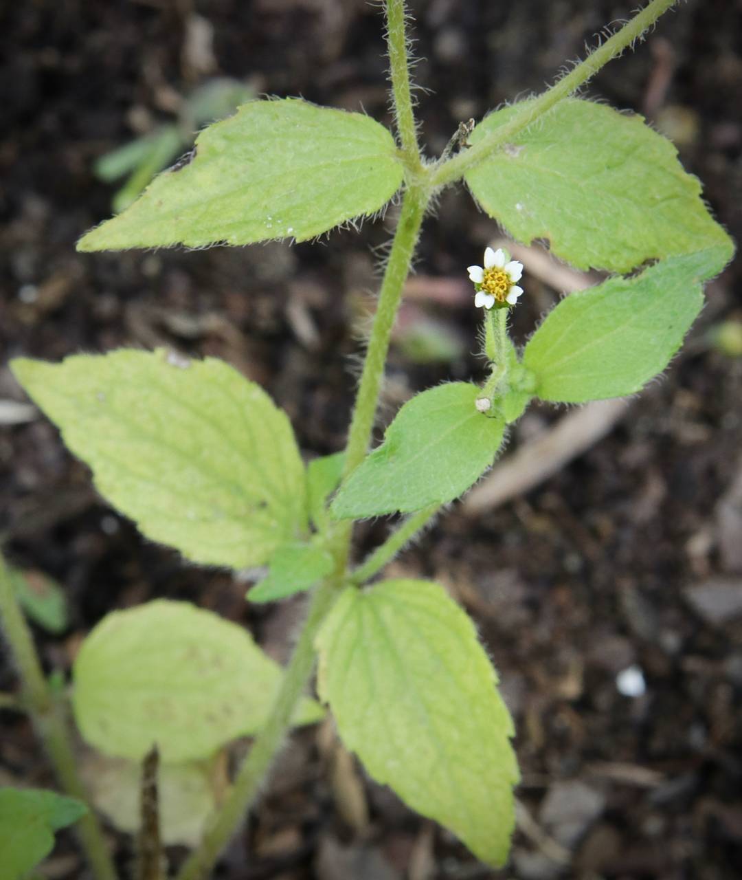 Photo of Common Quickweed