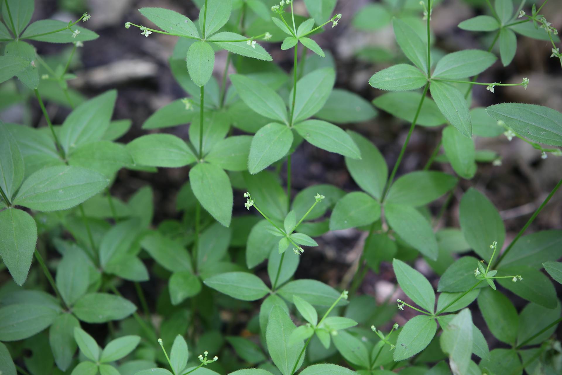 Photo of Wild Licorice
