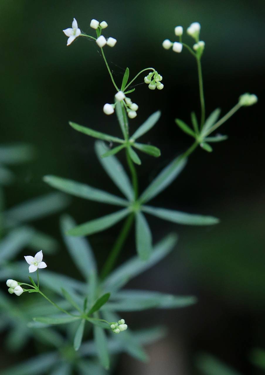 Photo of Shining Bedstraw