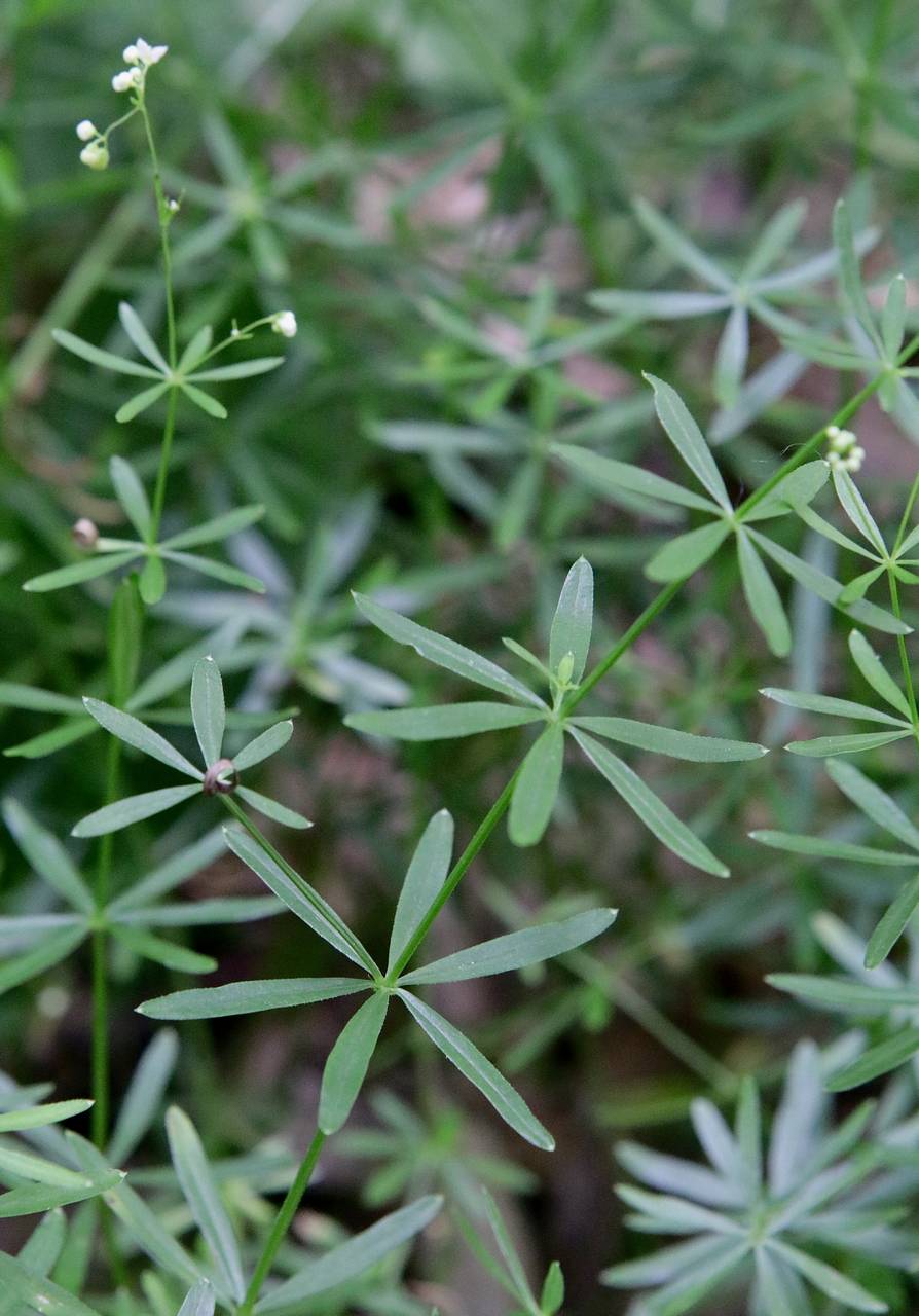 Photo of Shining Bedstraw