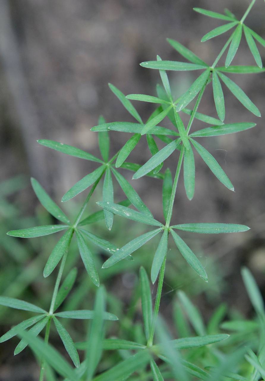 Photo of Shining Bedstraw