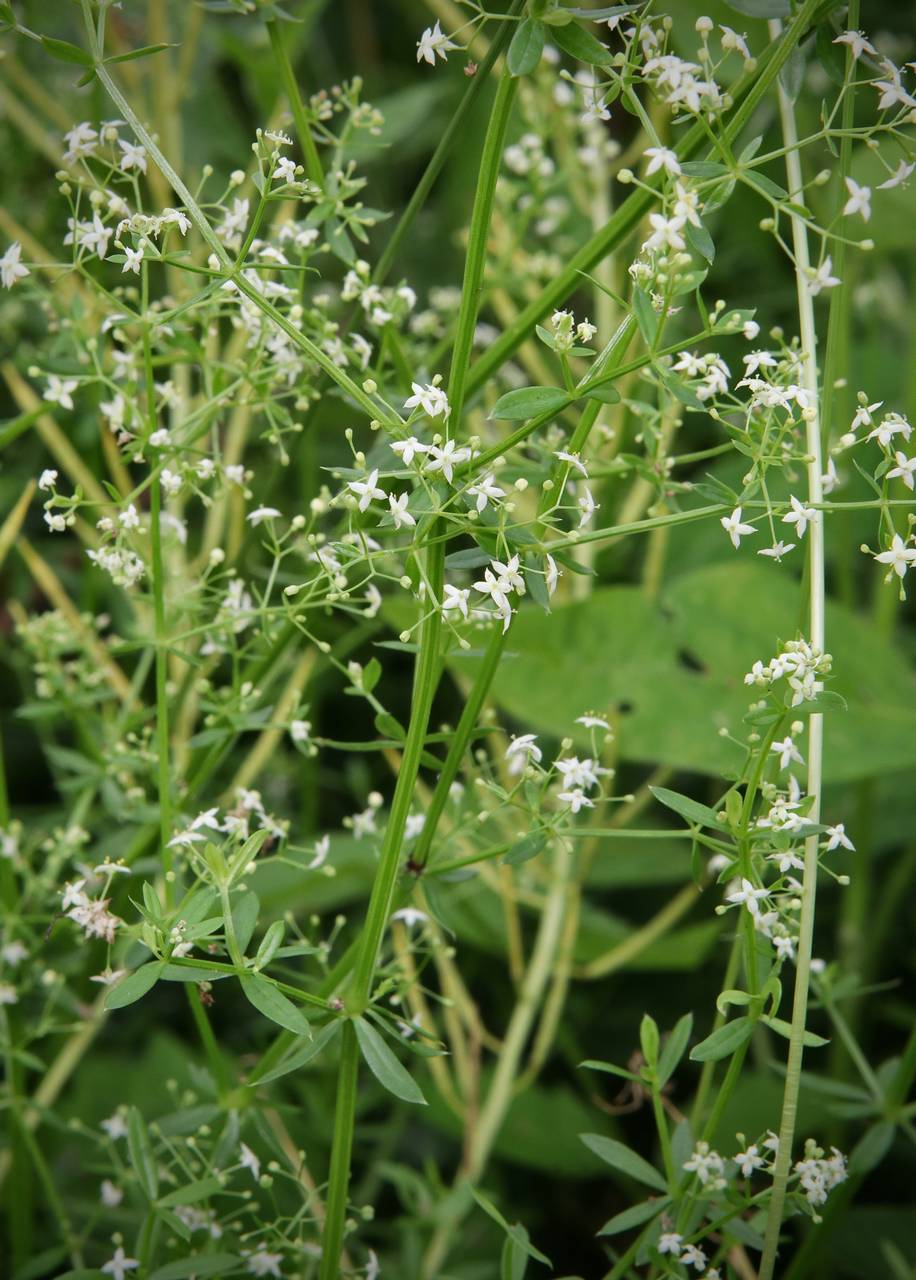 Photo of Wild Madder