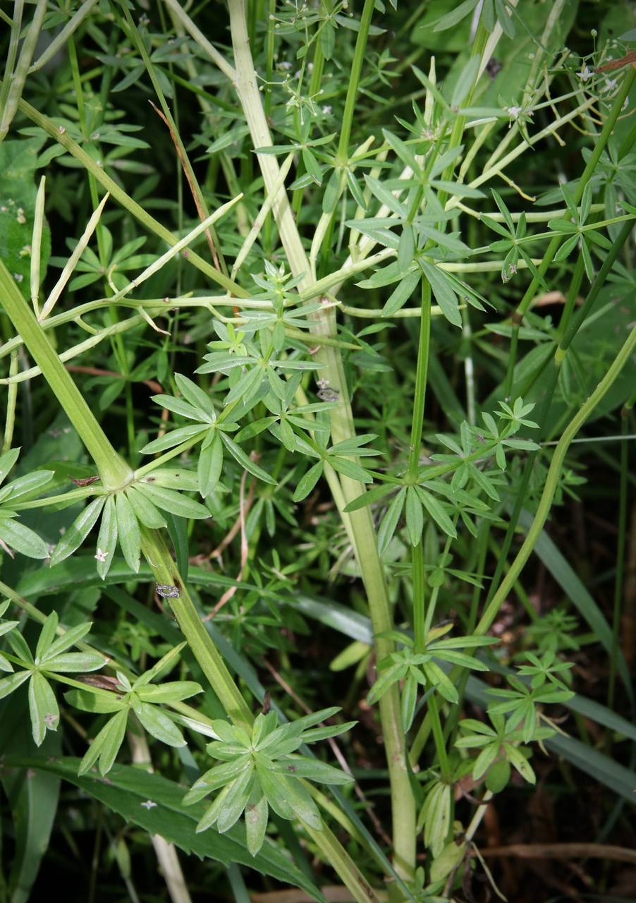 Photo of Wild Madder