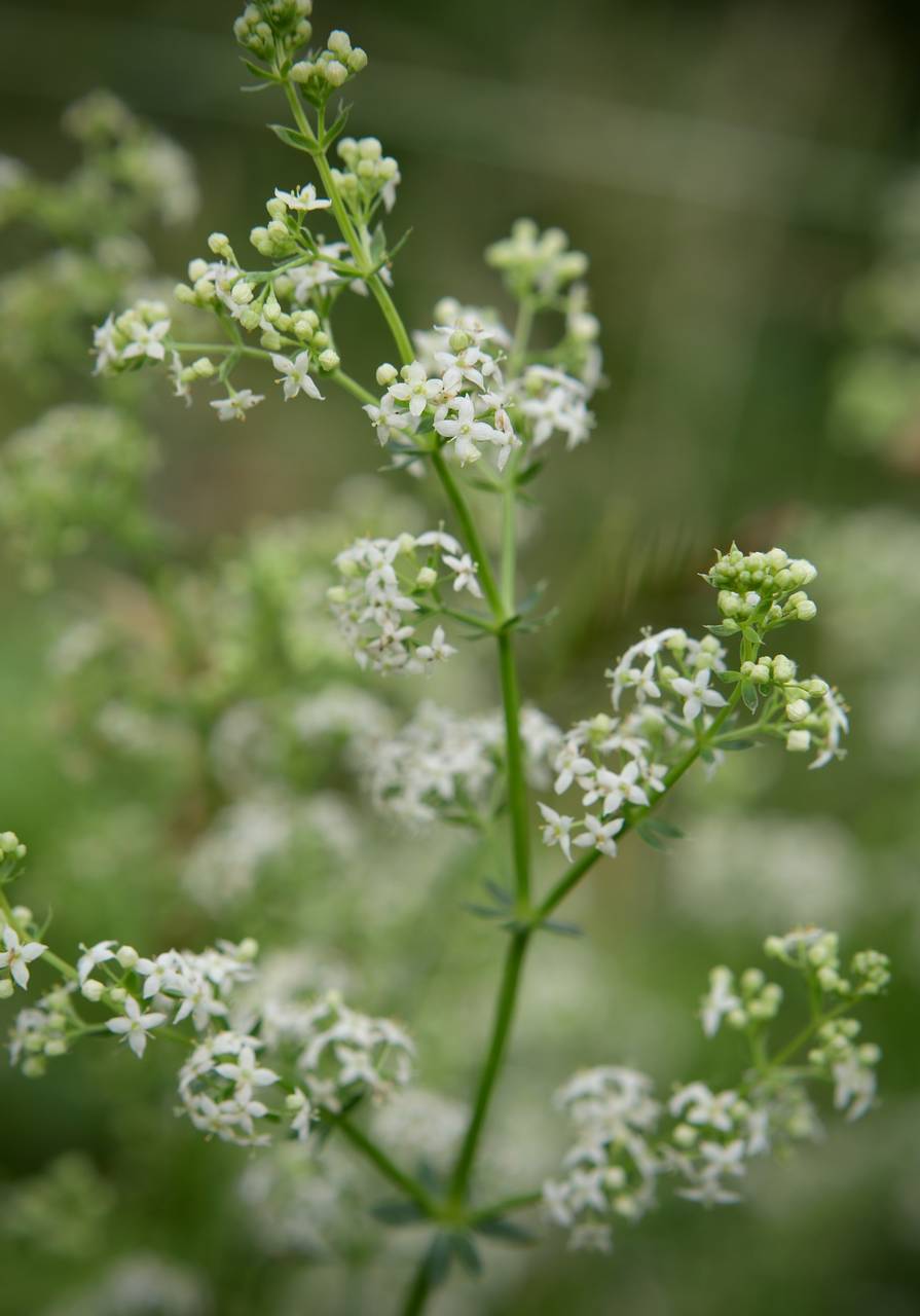 Photo of Wild Madder