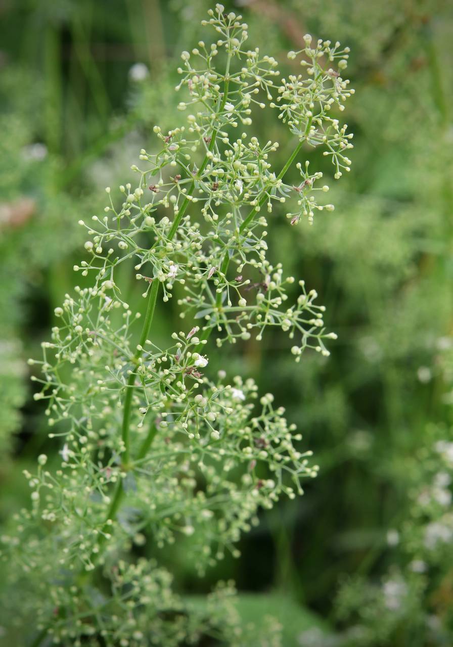 Photo of Wild Madder