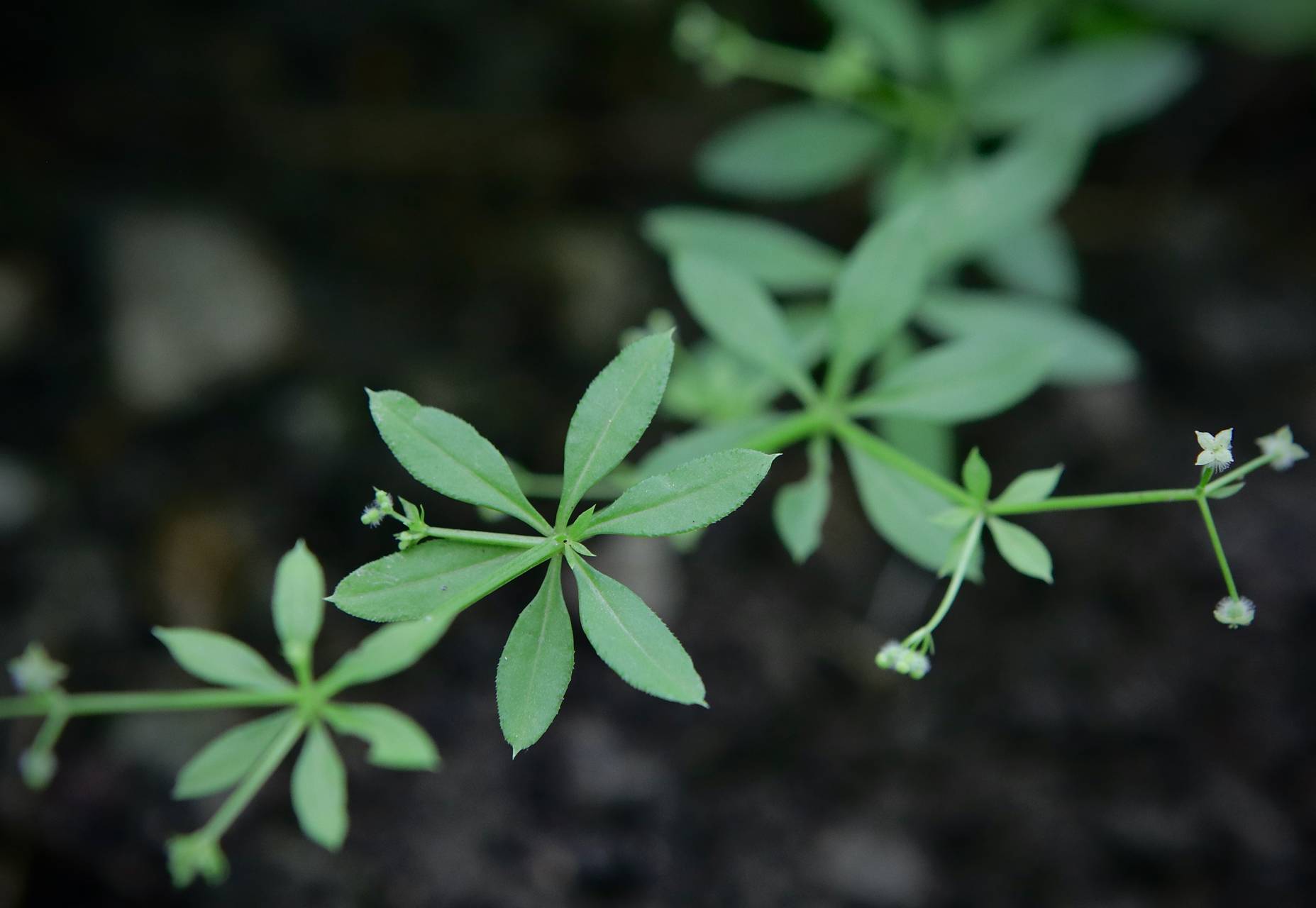 Photo of Sweet-Scented Bedstraw