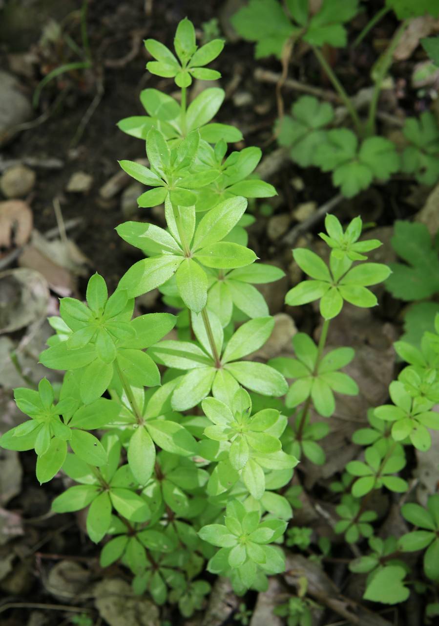 Photo of Sweet-Scented Bedstraw