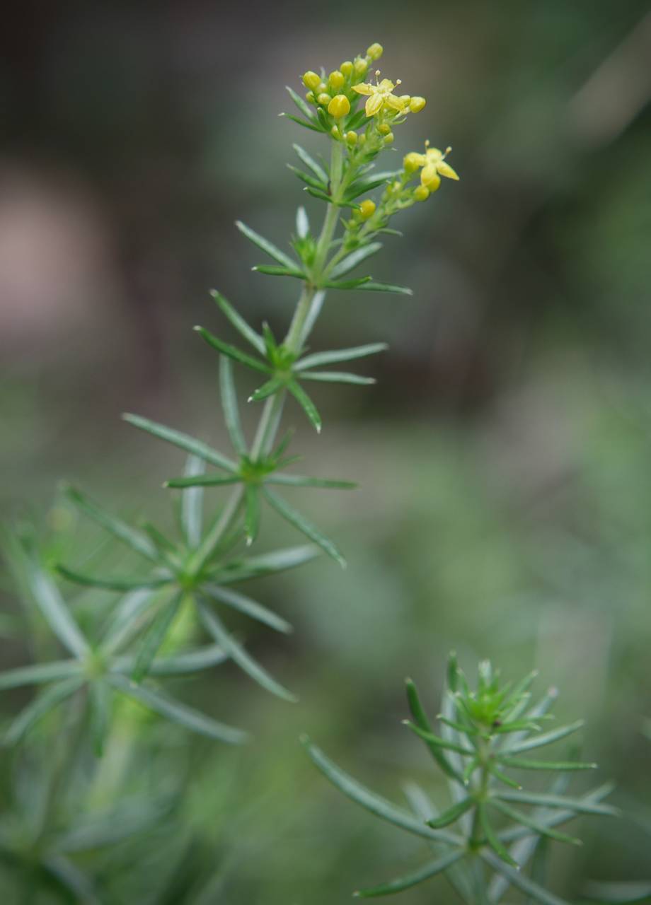 Photo of Yellow Spring Bedstraw