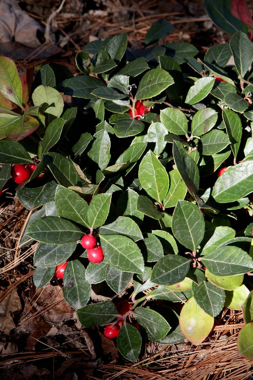 Photo of American Wintergreen