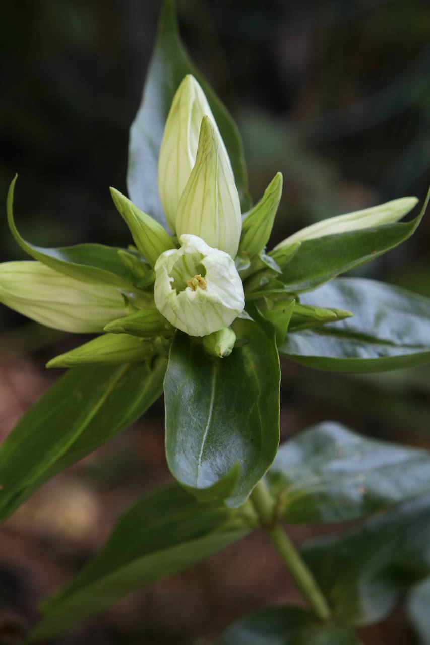 Photo of White Gentian