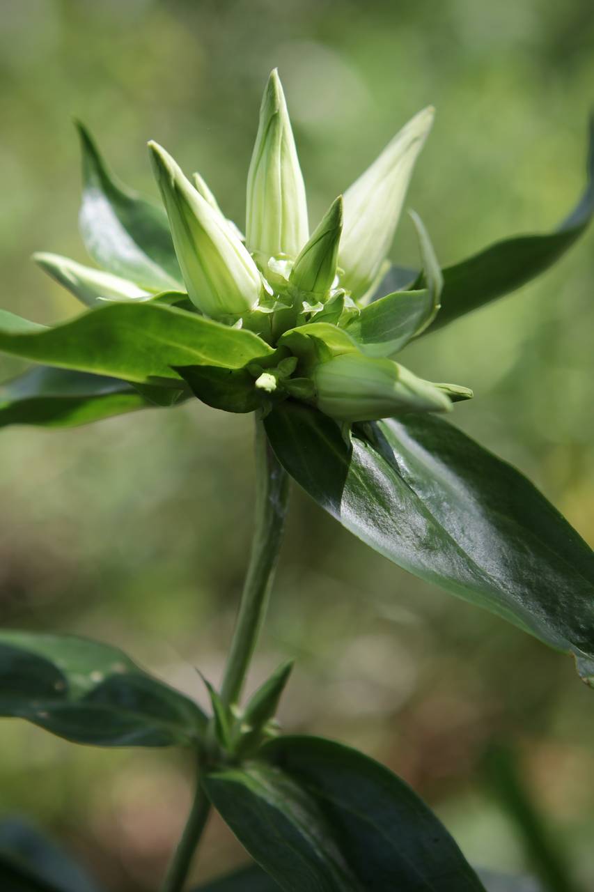 Photo of White Gentian