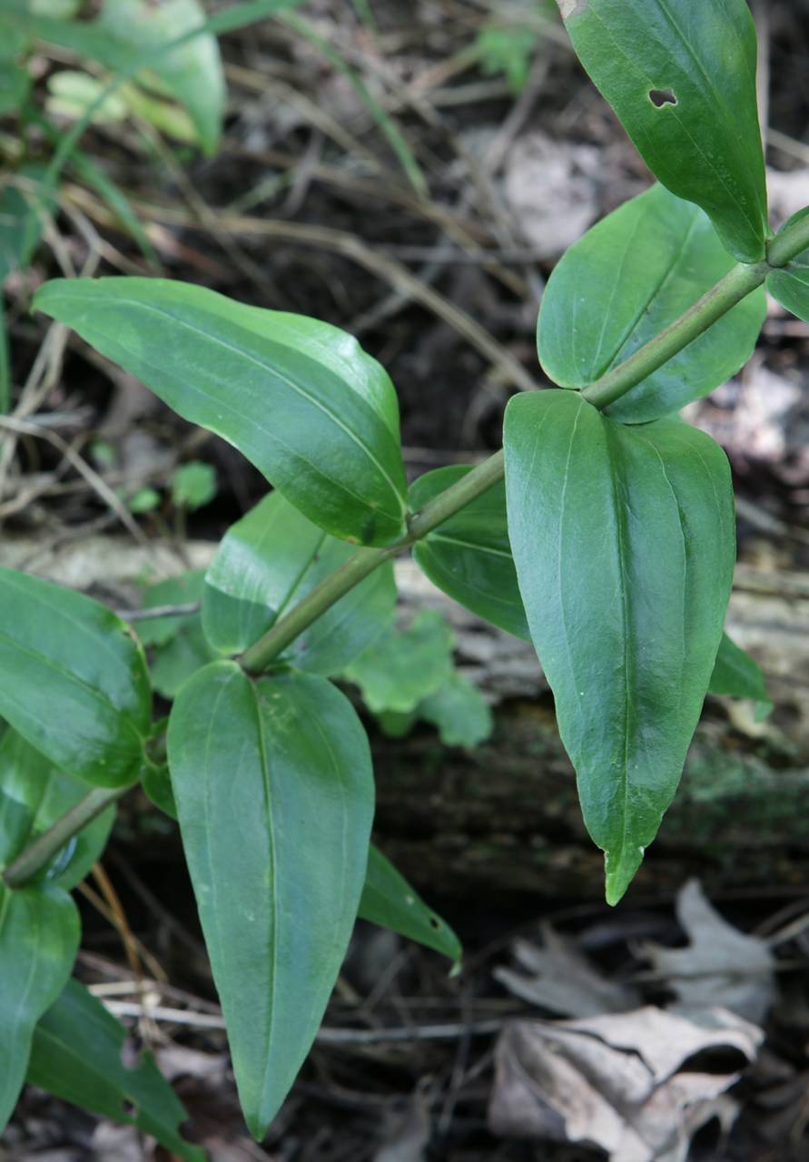Photo of White Gentian