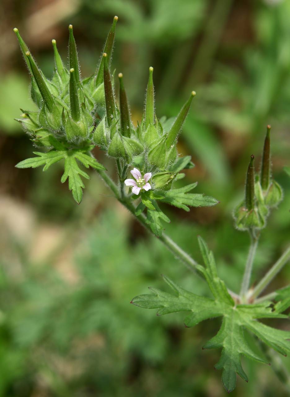 Photo of Carolina Cranesbill