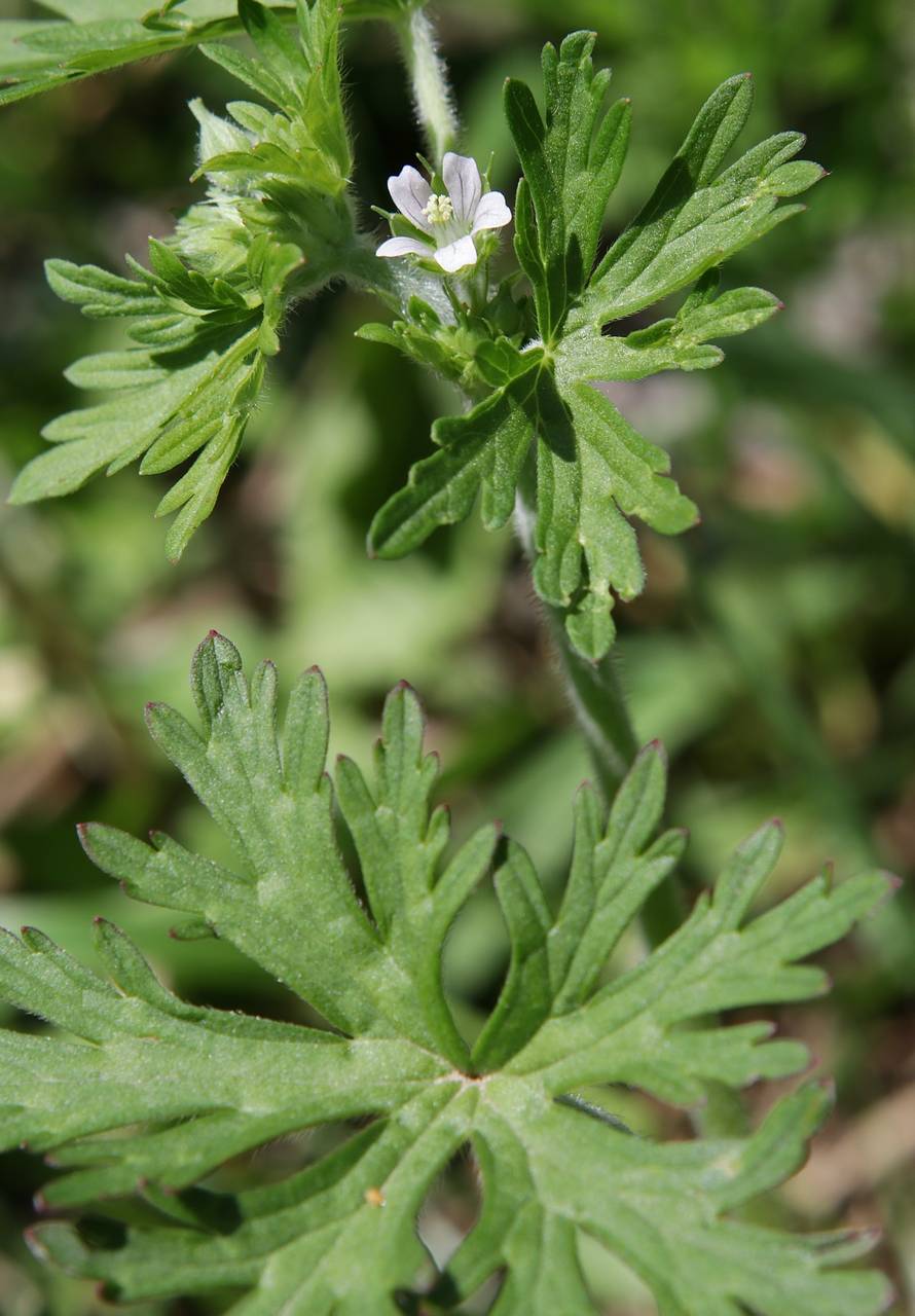 Photo of Carolina Cranesbill