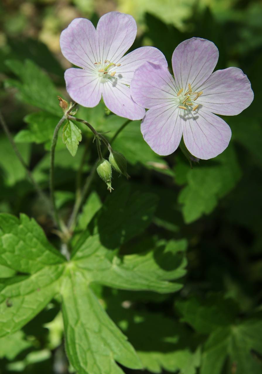 Photo of Wild Geranium
