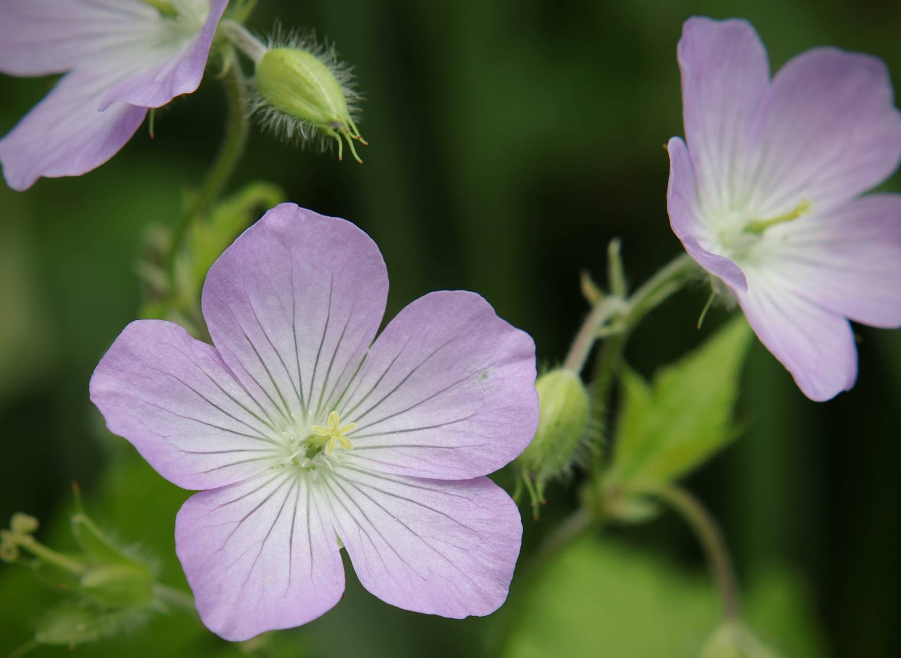 Photo of Wild Geranium