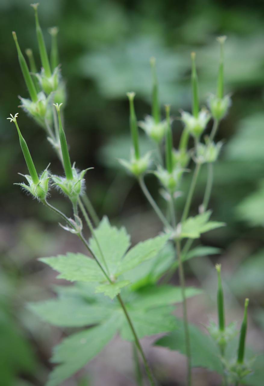 Photo of Wild Geranium