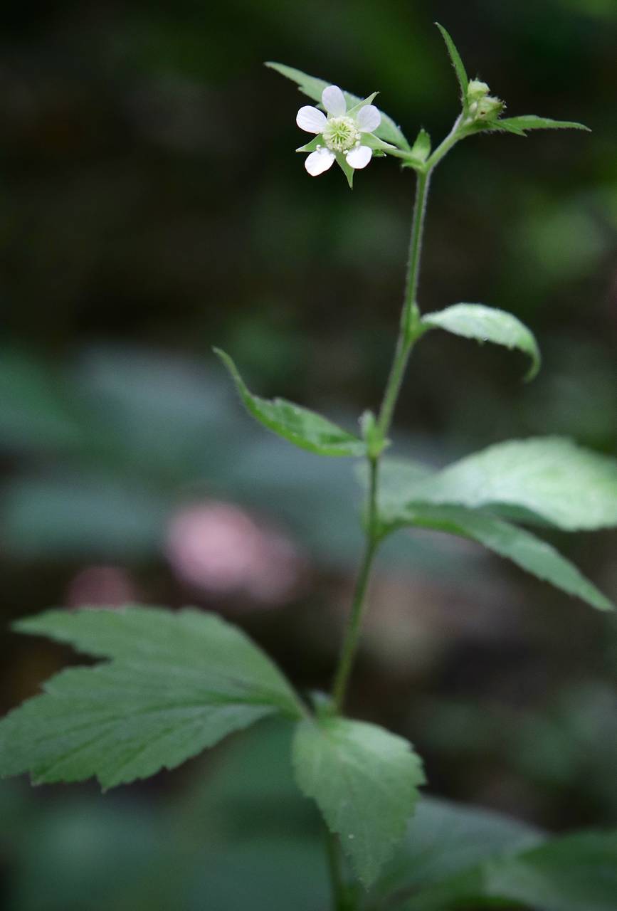 Photo of White Avens